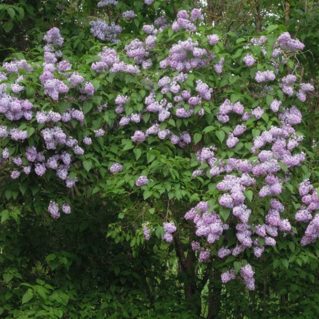 Hortensia