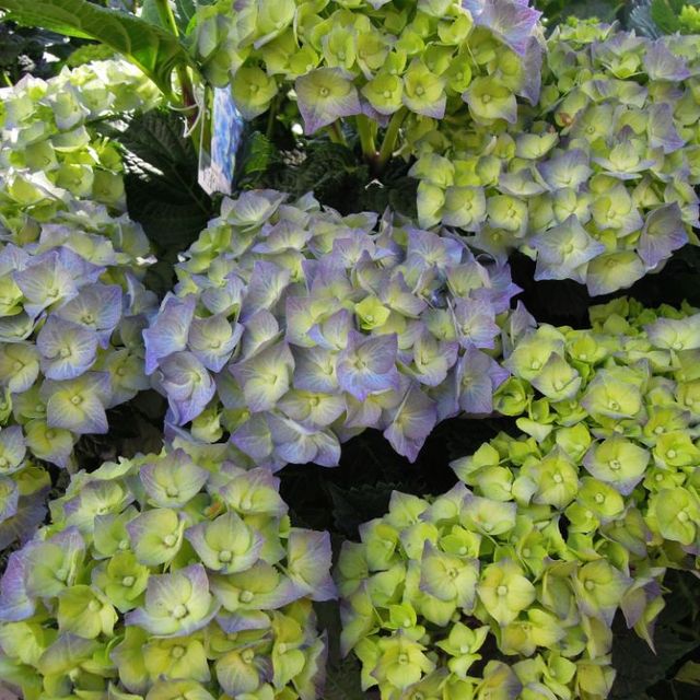 Hortensia